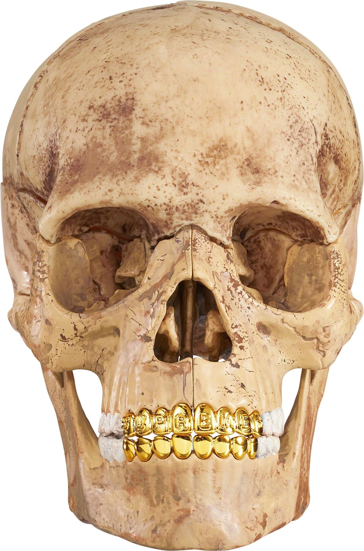 4D Model Human Skull view 6